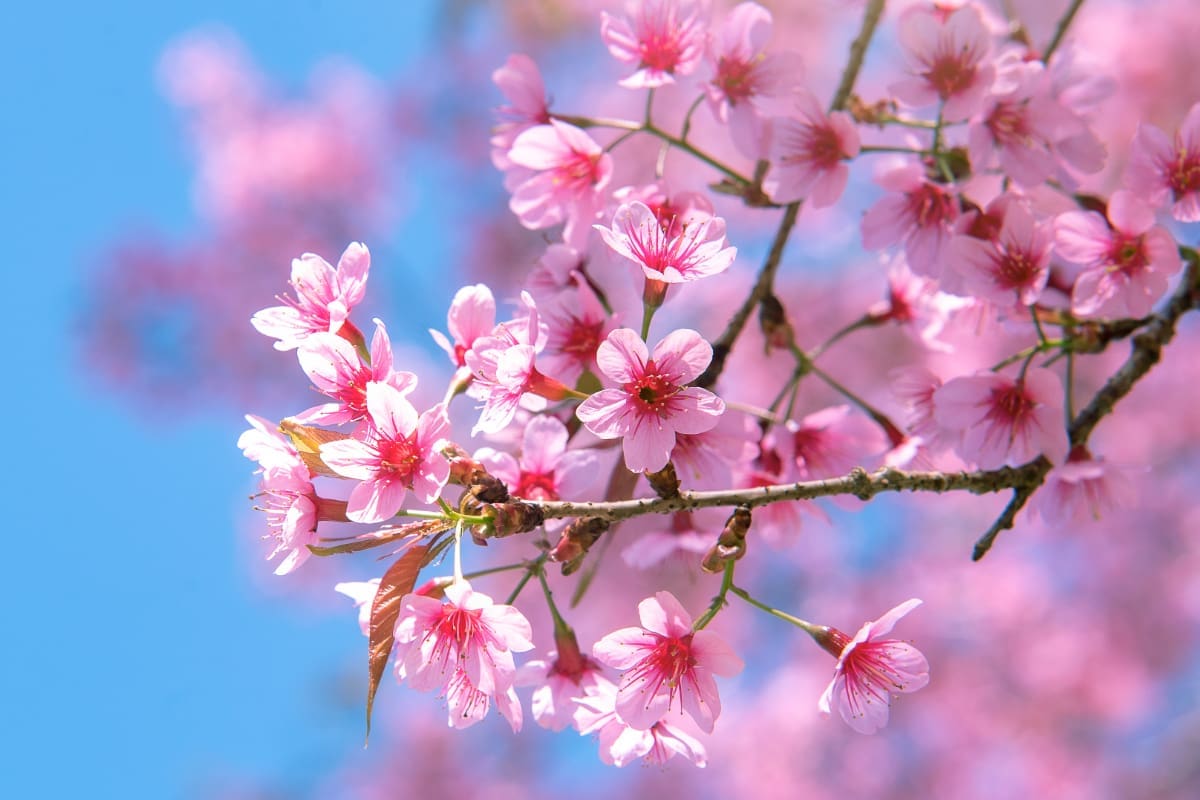 Cherry blossom tree